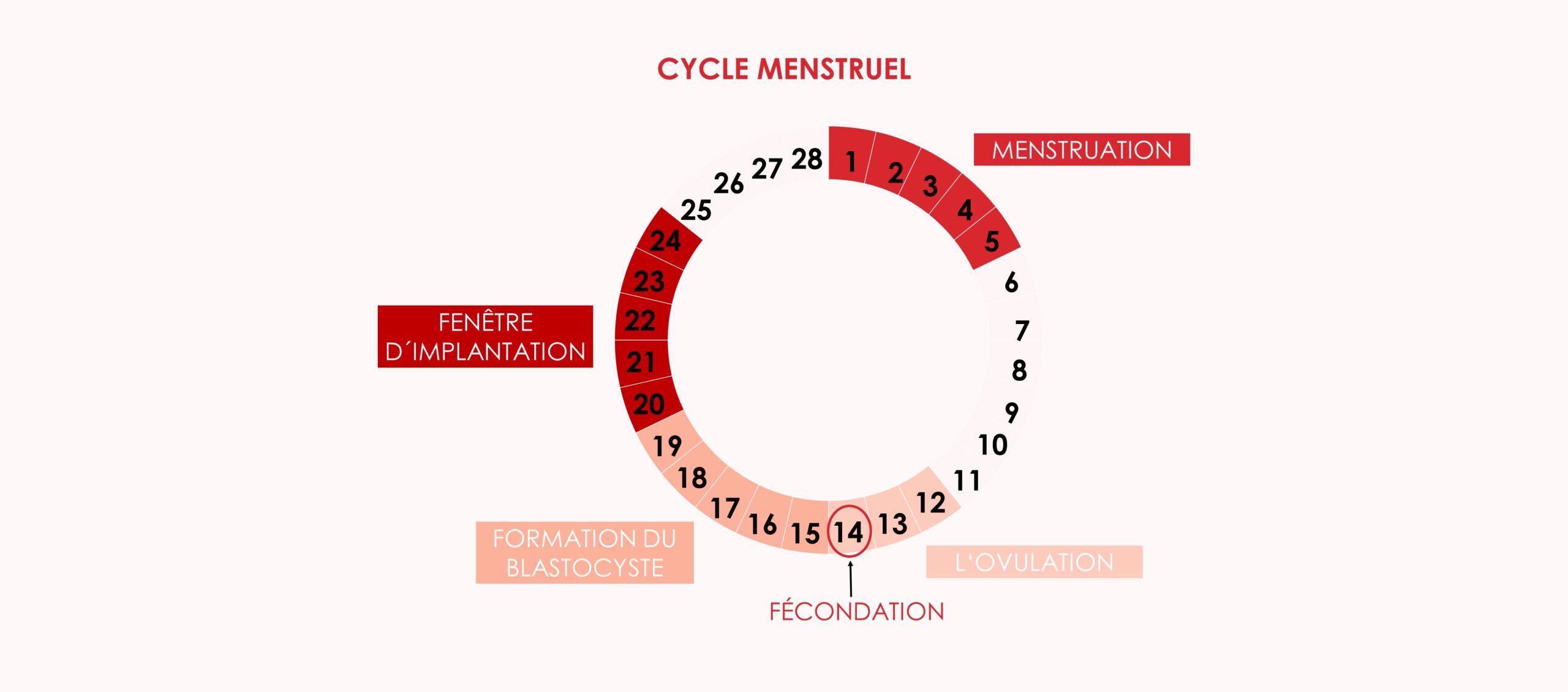 Est-il préférable de transférer des embryons frais ou vitrifiés ?