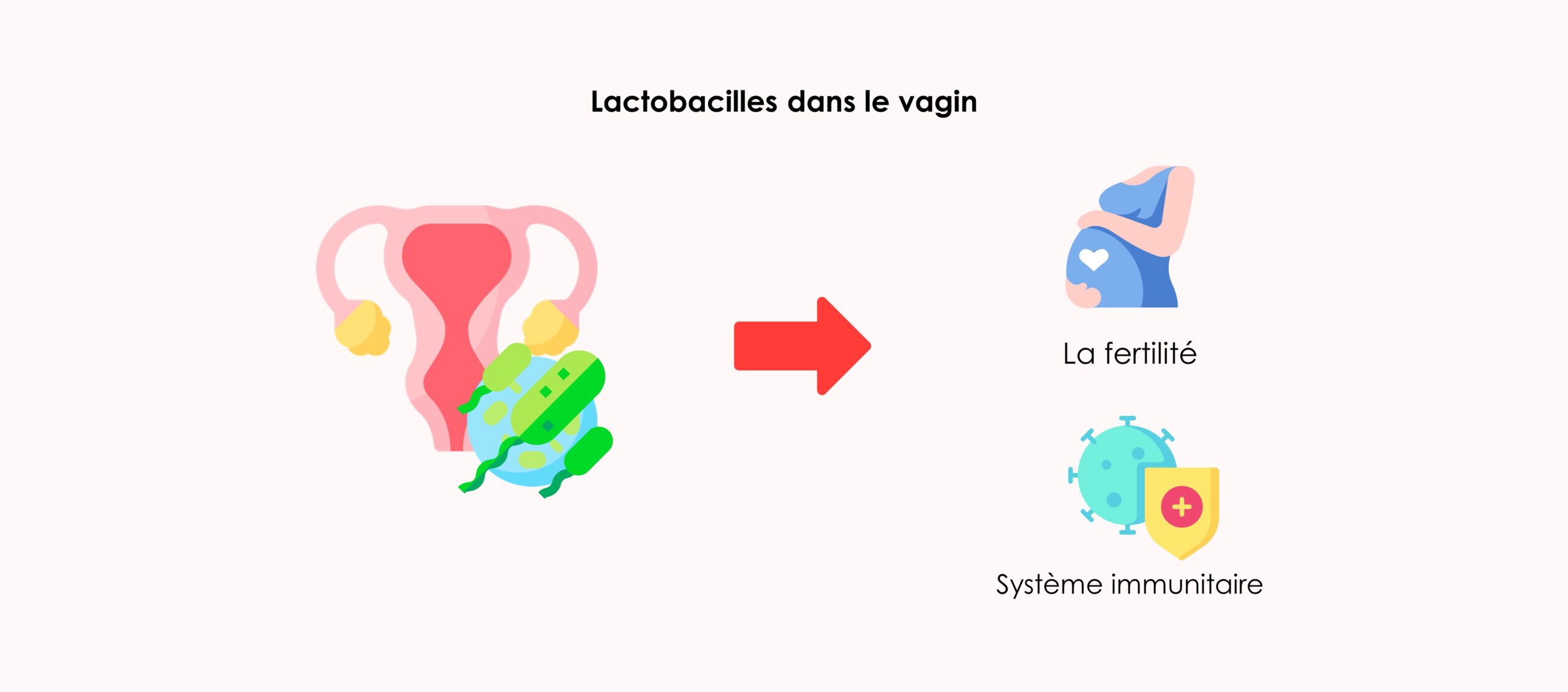 Lactobacilles dans le vagin